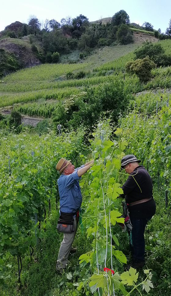 Einsatz im Completer Rebberg