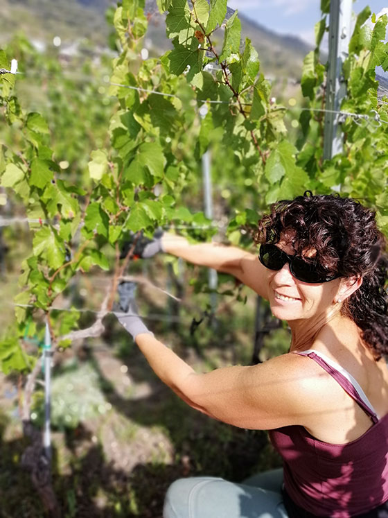 Weinernte im vollen Gang