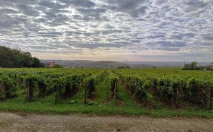 Bel Air Wein Landschaft